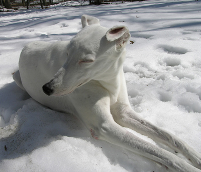 Bianca loved napping in the snow on a sunny day